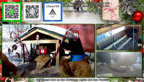 The 24/7 stream of our wonderful chicken life.