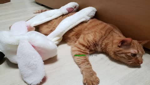 박스헤드 다롱이 / 3일차 방송 / 할거 없으니 냥이 사진 띄워놓고 노래나 부르면서 대화나 해야징