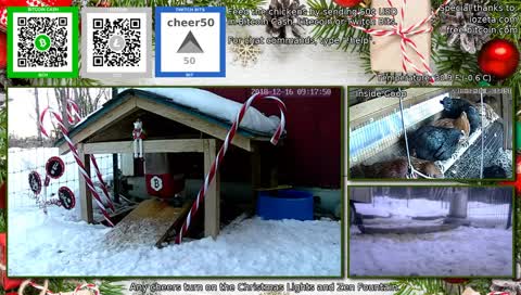 The 24/7 stream of our wonderful chicken life.