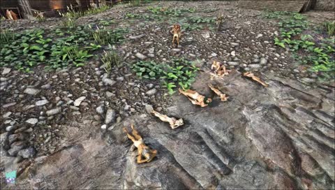 FoxRP - Runa - In Search of Understanding