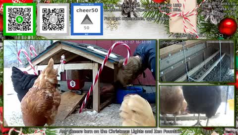 The 24/7 stream of our wonderful chicken life.