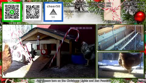 The 24/7 stream of our wonderful chicken life.