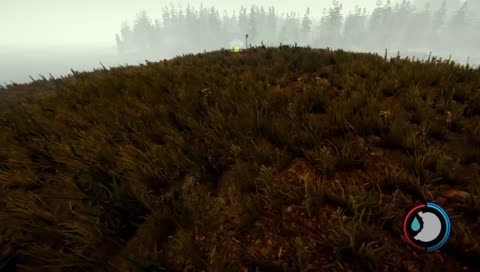 The forest