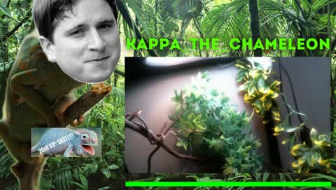 I'm a chameleon. Whats not to love?