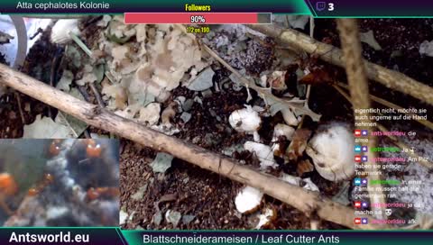 Mein Hobby Ants / Ameisenstream/ Atta cephalotes
