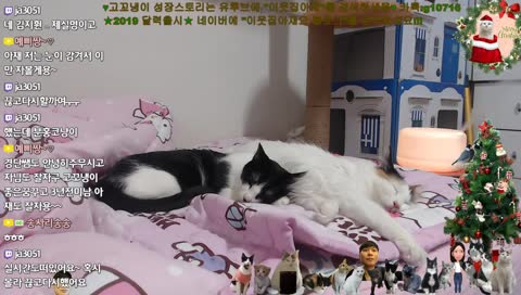 (고양이) 고꼬냉이와 이웃집아재 