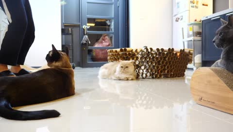 [LIVE] 고양이들은 지금 뭐할까? 토요일밤 같이 보내요🌛