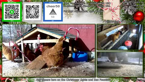 The 24/7 stream of our wonderful chicken life.