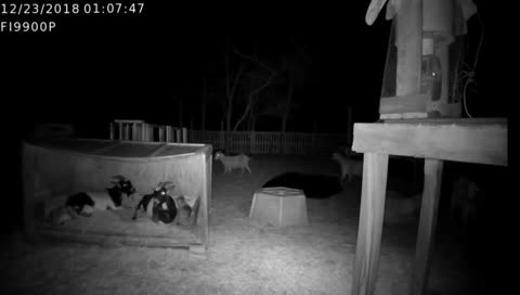 Baby goats. Send $0.5 BCH to feed live: bitcoincash:qru5krtqsdwv8utluc5uzh05ye53unnt8c3577mw7n