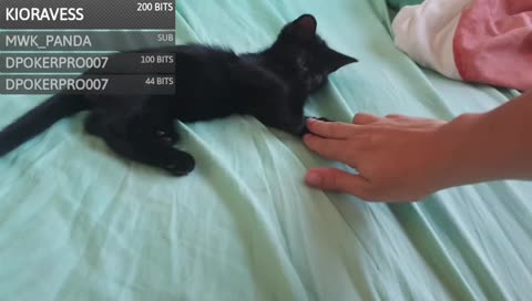 Saturday evening fun.....who's the newest addition?