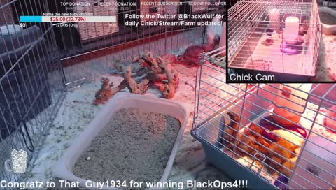 Hot Chicks After Hours!  Watch them grow up!  Come check out the 11 new babies!!  Congrats to That_Guy1394 for winning BlackOps4!!!