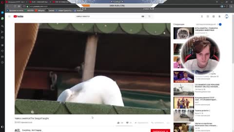 Чайка от Влада