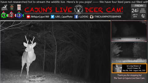 Live Now from Cajuns Live Deer Cam - Wildlife Cam - Fri. Jan. 11th, 2019 - In Memory of my Dad