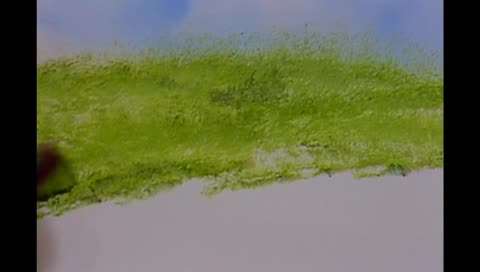 Bob Ross - Weekend Stream Marathons Start At 3PM EST Every Friday!