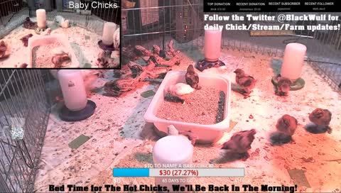Baby Chicken ASMR, Just Chirpin, Come Watch the babies grow up!  $10 to name a chick.  Just post the name in your Dono!