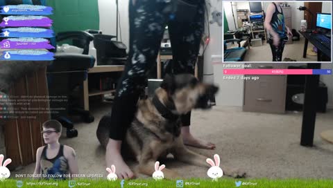 T's Training and Introductions.
#MoarDogs