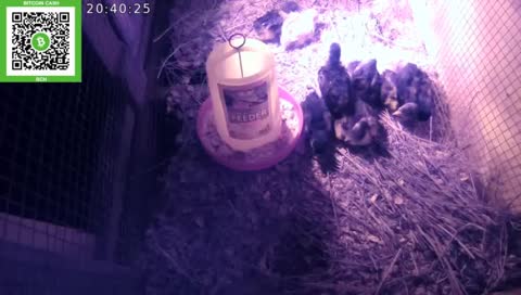 Awww  So Cute All Together