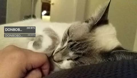 Sleepy cat (no audio)