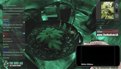 🍁Cannabis Live Grow Day 23 - 🌱TheBudLab.ca | 🎵 chill | 💎19+
