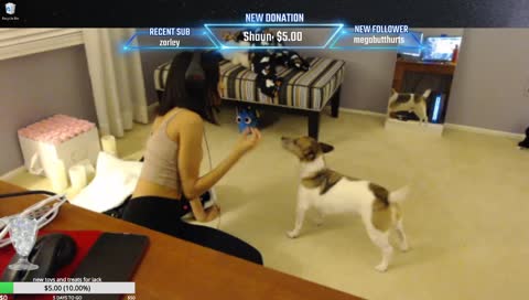 DOG TRICKS | IG @aprstp 🍑