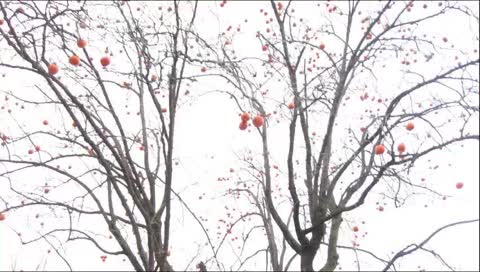 From South Korea with calming view. - The country of Pyungchang Olympic Games -  ( Old version collections. Channel "CalmingView" is new ! )