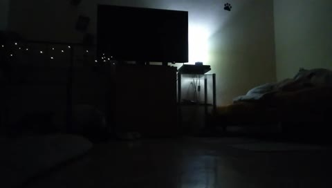 hlídání hlídání psů 262