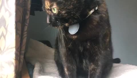 baloocat’s mobile stream