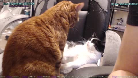 All-Day Stream!! Ganondorf bull time