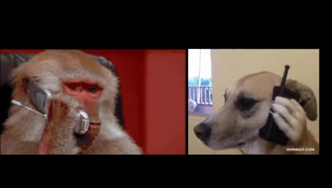 Travellaki having fun