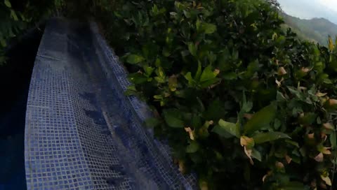 Chigua se cae en costa rica