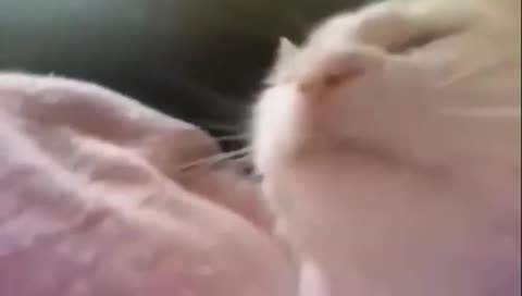 catJAM if you see this