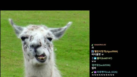뱅종하기전 애니 추천하는 러니키 ㅋㅋㅋ