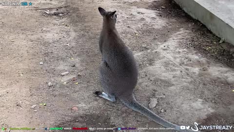 JayStreazy spots Shroud at the zoo