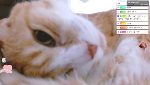 로체님의 정면샷 [😻💖] ㅎㅎㅎ