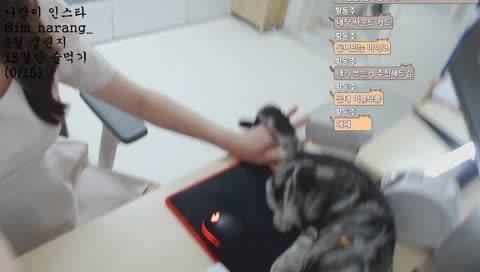 고양이랑 눈싸움하기