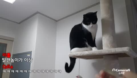 삼각대 좋은거사자요!!(냥냥펀치)