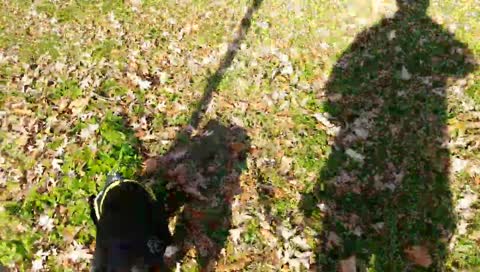 RESCUE DOG SEES GRASS FOR THE FIRST TIME IN 10 YEARS (PRICELESS)