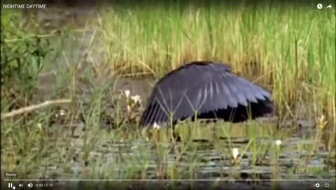 NightTime Daytime