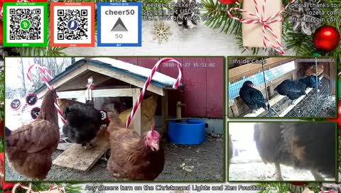 I FED THE CHICKENS