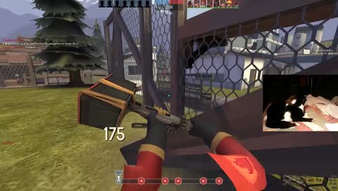 Cat Fell, suicide rates rise to 100