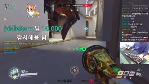 야생에 고릴라가나타났네