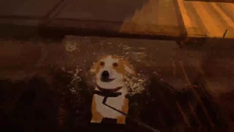 oh no doggo my dinner