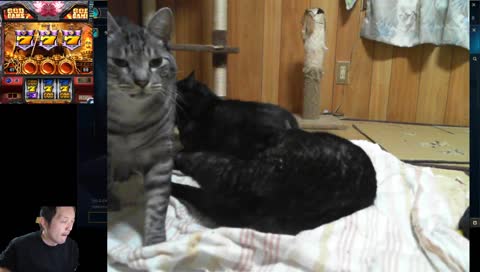 ホワイトタイガー