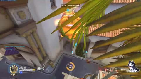 Hamsters turn bad situations into good ones !