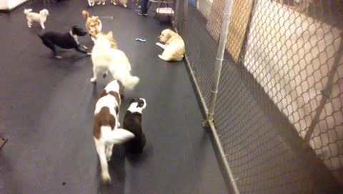 thebarkingorangelittles's mobile stream