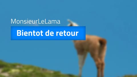 monsieur le lama
