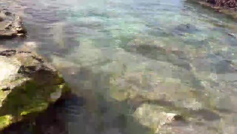 La mitológica criatura llamada Coria