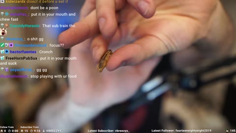 Insect Bestiality Planning