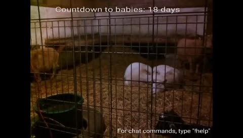 Most adorable goat cuddle <3 <3 <3