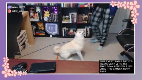 Hana's Treat Challenge